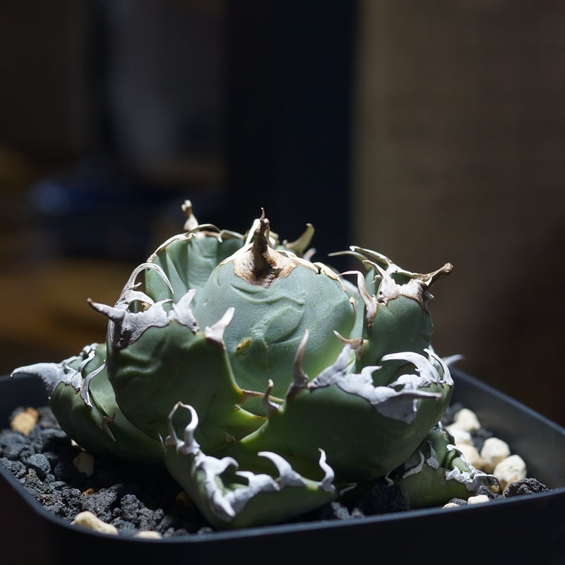 アガベ チタノタ 魔丸 / MG-09 | アガベ専門店 モンスターハウス