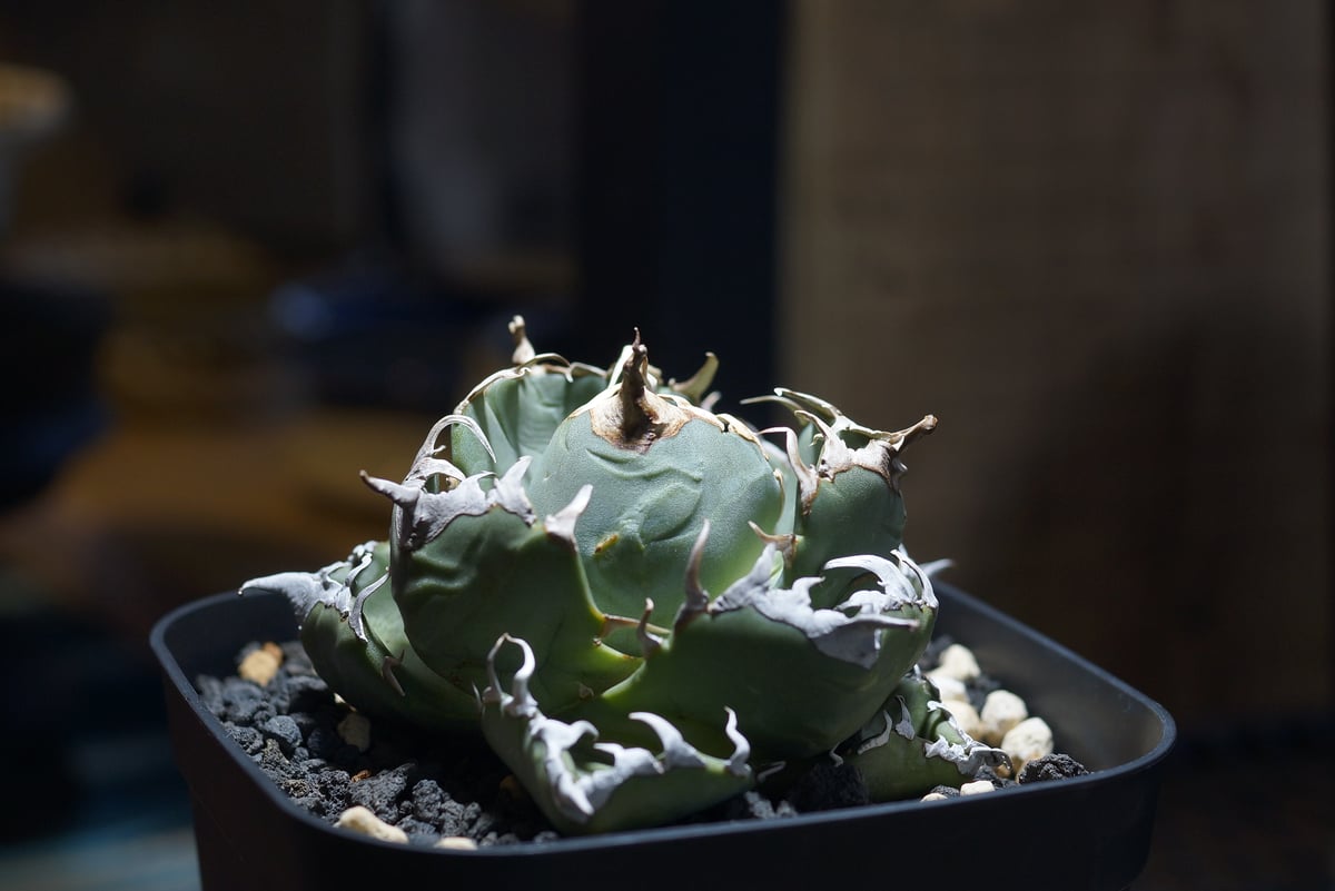 アガベ チタノタ 魔丸 / MG-09 | アガベ専門店 モンスターハウス