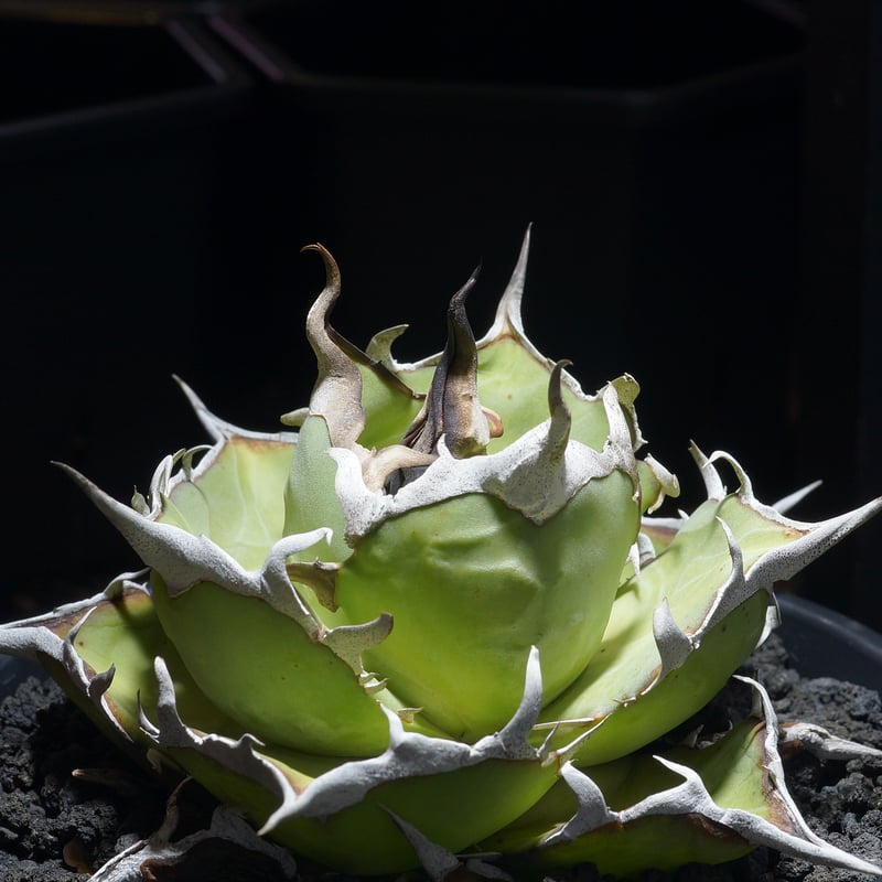 アガベ チタノタ ハデス / Dragon Agave産 黒帝斯 HD-09 | アガベ専門店
