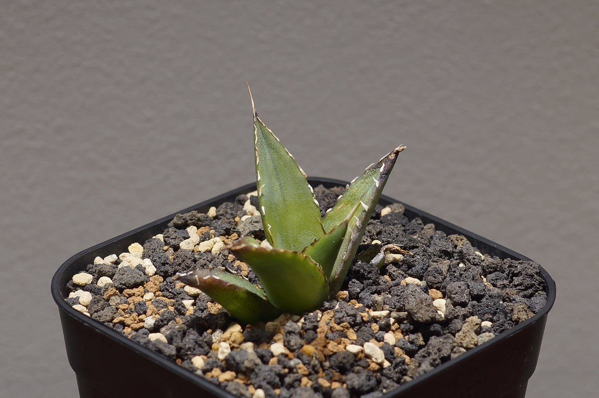 アガベ チタノタ ハデス / 黒帝斯 HD-01 | アガベ専門店 モンスターハウス