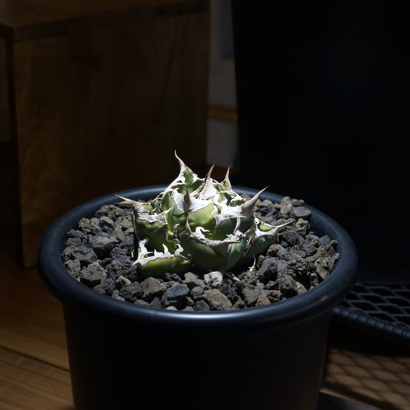 アガベ チタノタ 南アフリカダイヤモンド / SAD-13 | アガベ専門店