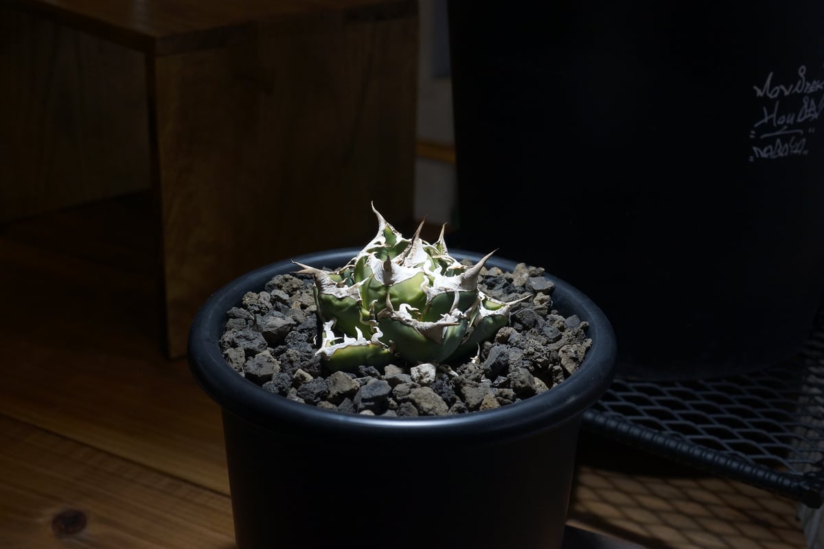 アガベ チタノタ 南アフリカダイヤモンド / SAD-13 | アガベ専門店