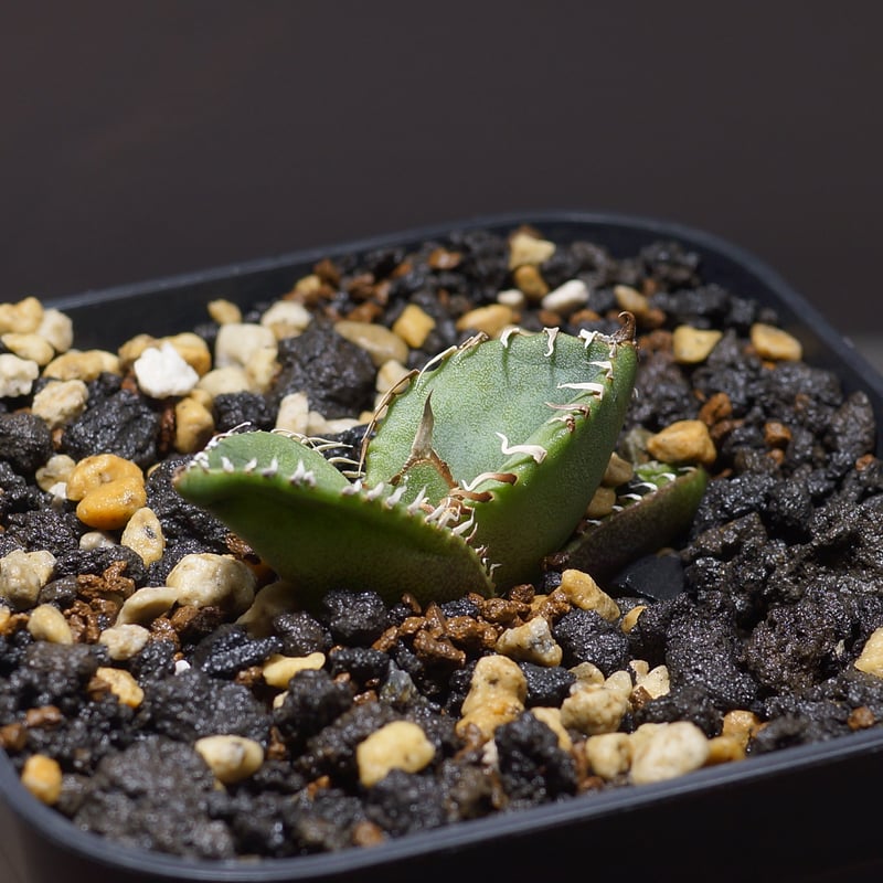 アガベ チタノタ ジャガーノート ハイブリッド / jnh-02 | アガベ専門