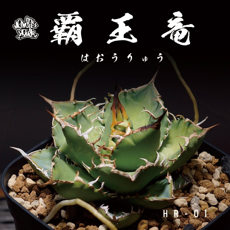 アガベ チタノタ 覇王竜 HR-01 | アガベ専門店 モンスターハウス