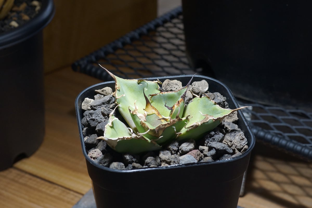 fit=scale-down,w=1200