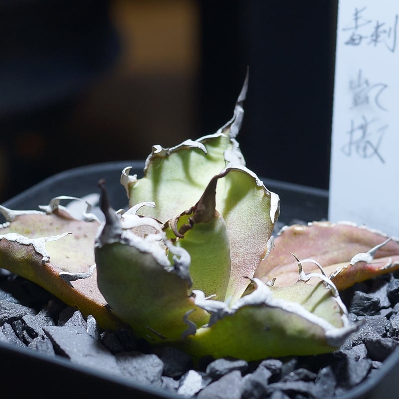 アガベ チタノタ シーザー 凱撒/ 毒刺産 cae-13 | アガベ専門店