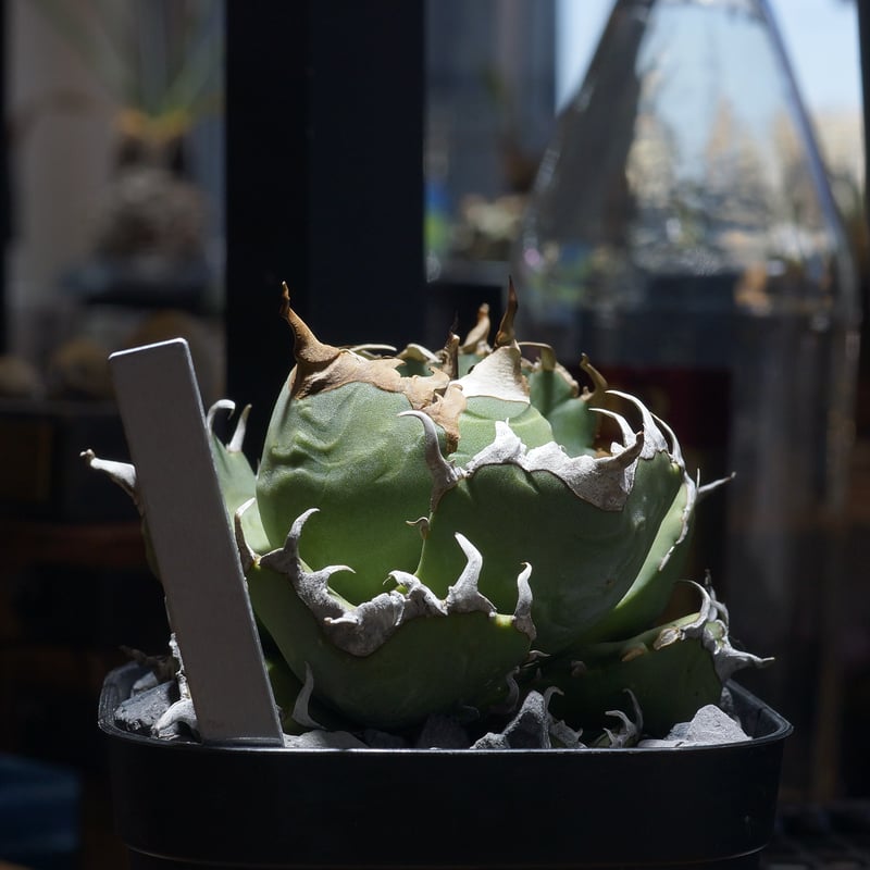 PLANET ROCK PLANTSさん販売株アカベ　チタノタ　魔丸 アガベ チタノタ 魔丸 / MG-11 | アガベ専門店 モンスターハウス