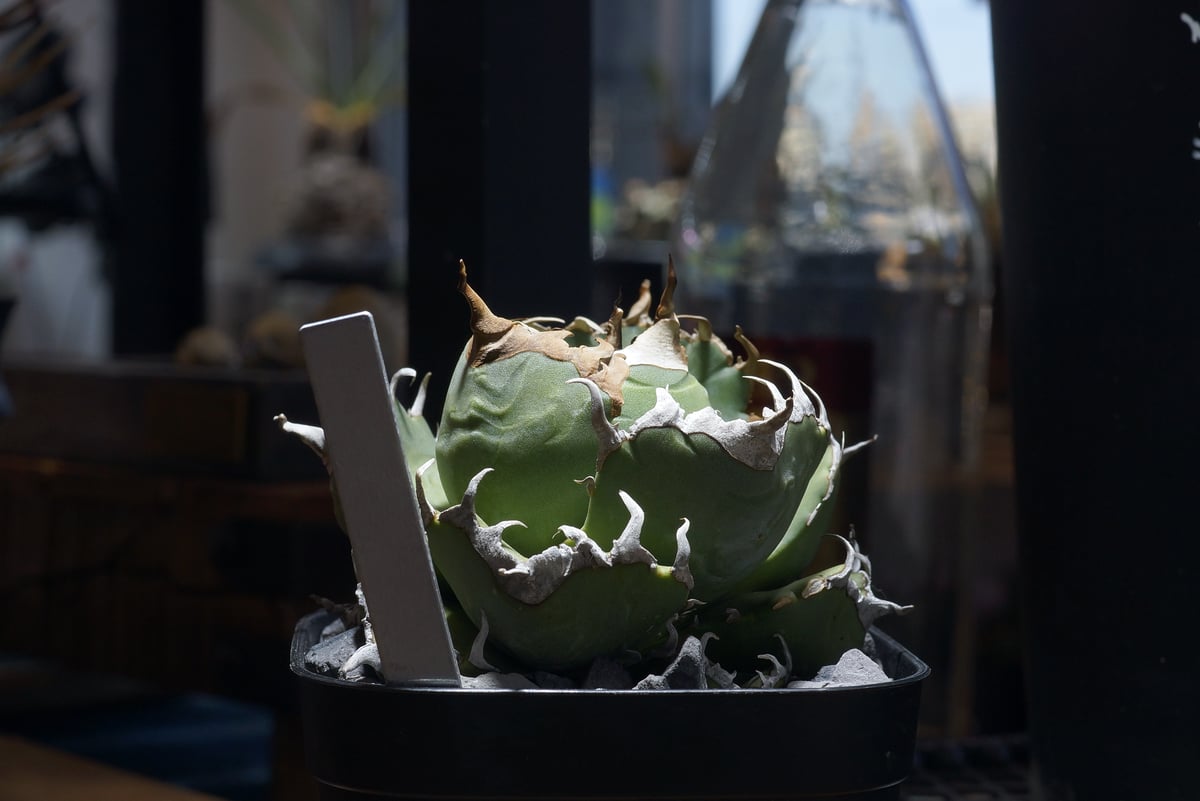 アガベ チタノタ 魔丸 / MG-11 | アガベ専門店 モンスターハウス