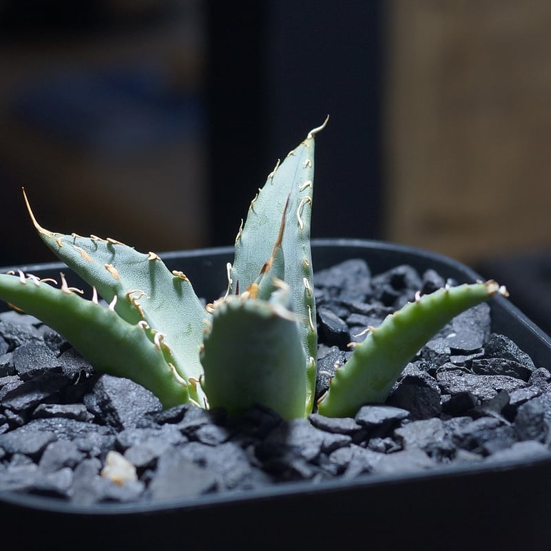 アガベ ハイブリッド 妖炎 x シーザー 強棘 コレクション株　サイズ良好 アガベ ハイブリッド 妖炎×姫厳竜/ Y×H-12 | アガベ専門店