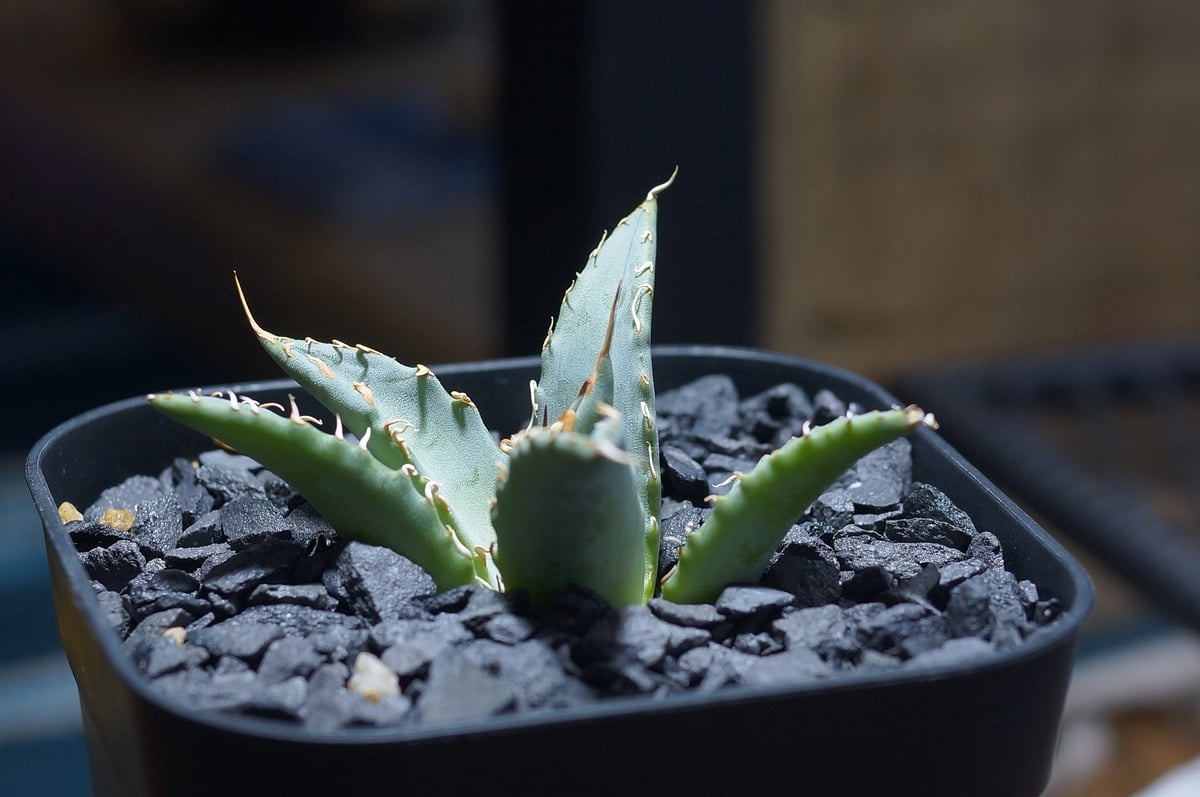 アガベ ハイブリッド 妖炎×姫厳竜/ Y×H-12 | アガベ専門店 モンスター