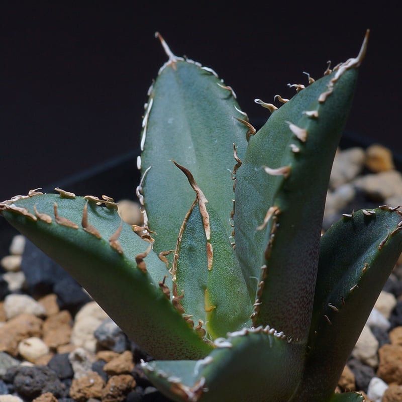 強棘選抜】アガベオテロイFO-76 子株（F-14）インドネシア輸入株