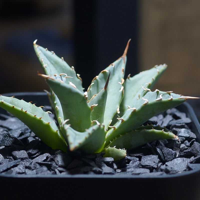 よ*ー様 アガベハイブリッド　妖炎　姫厳龍 よ*ー様 アガベハイブリッド 妖炎 姫厳龍 アガベ ハイブリッド 妖炎×