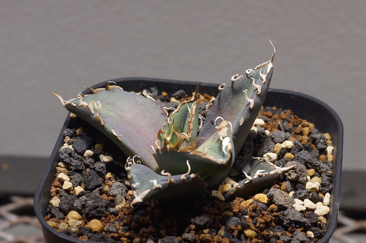 アガベ チタノタ シャークソウイ 子株 SS-07 | アガベ専門店