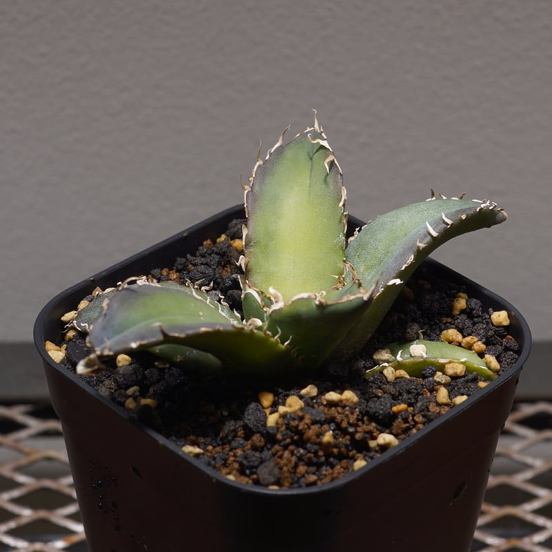 アガベ チタノタ 白鯨/ww-22 | アガベ専門店 モンスターハウス