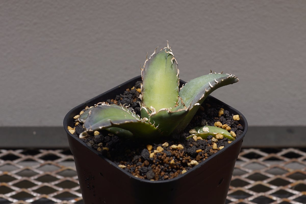 アガベ　チタノタ　白鯨　大株 アガベ・チタノタ白鯨（ボールタイプ）大-048｜agave titanota white wh