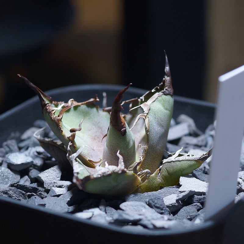 アガベ チタノタ シーザー 凱撒/ 毒刺産 cae-12 | アガベ専門店