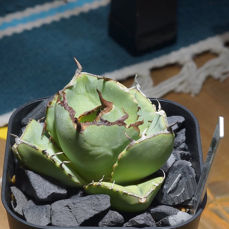 アガベ チタノタ ジャガーノート / JN-03 | アガベ専門店 モンスターハウス