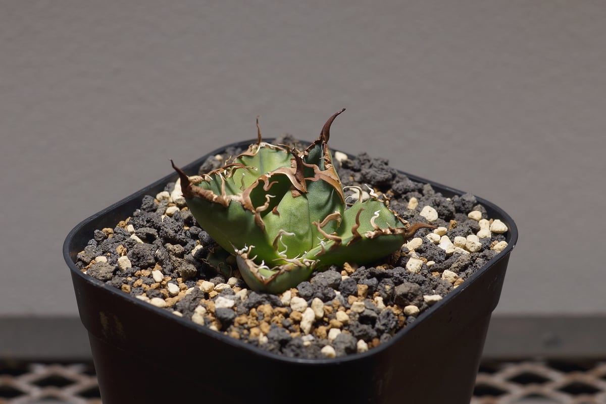 アガベ チタノタ シーザー Caesar 凱撤 カエサル 極上! アガベ チタノタ シーザー 凱撒 Agave titanota 'Caesar