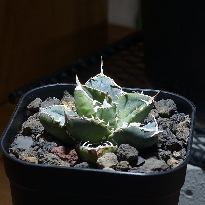 SAD南アフリカダイヤモンド　斑入り　アガベ tokuna18 くんに綺麗に撮ってもらった SAD錦‬