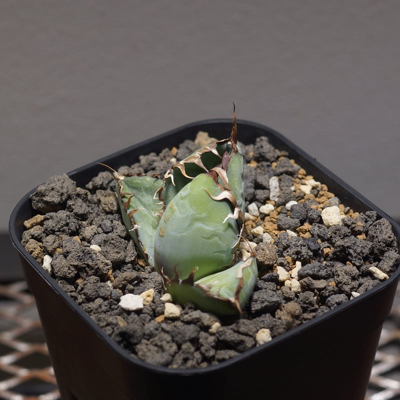 アガベ チタノタ ブラックアンドブルー/bb-31 | アガベ専門店