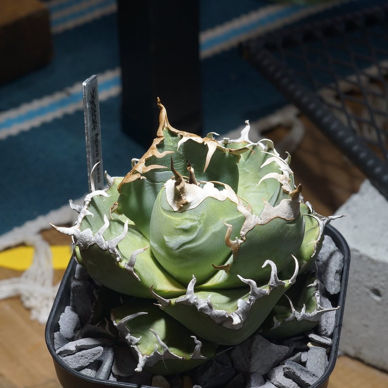 アガベ チタノタ 魔丸 アガベ チタノタ 魔丸 / MG-03 | アガベ専門店 モンスターハウス