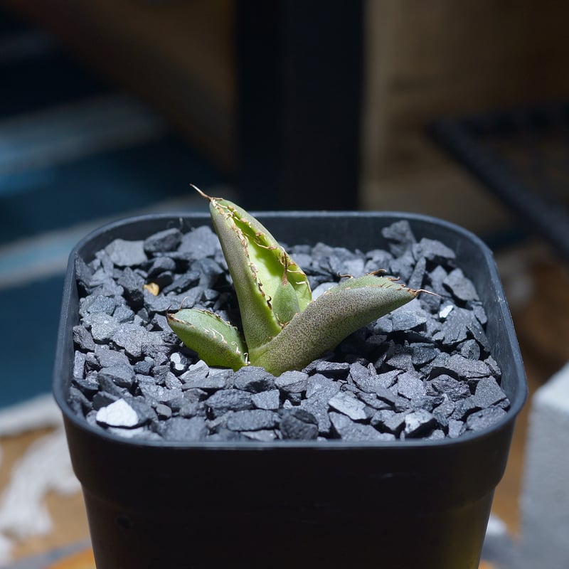 アガベ　チタノタ　毒刺B 子株 毒刺 Agave Titanota 毒刺NB 毒刺の親株（2枚目）を見る限りブツブツ