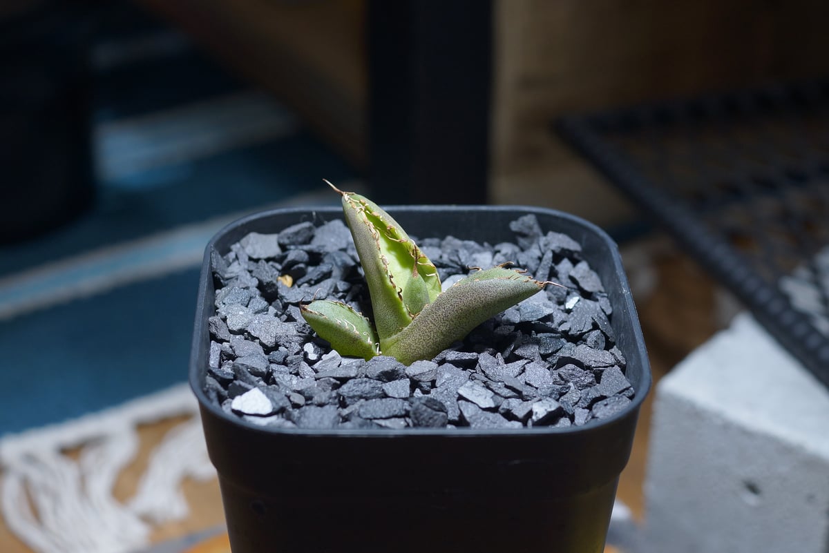 アガベ チタノタ 毒刺S/ 毒刺産 S-01 | アガベ専門店 モンスターハウス