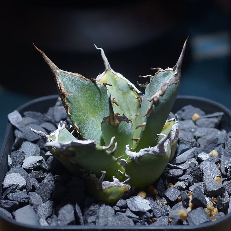 アガベ チタノタ 黒犀牛/ Berlin産 BLR-04 | アガベ専門店 モンスター