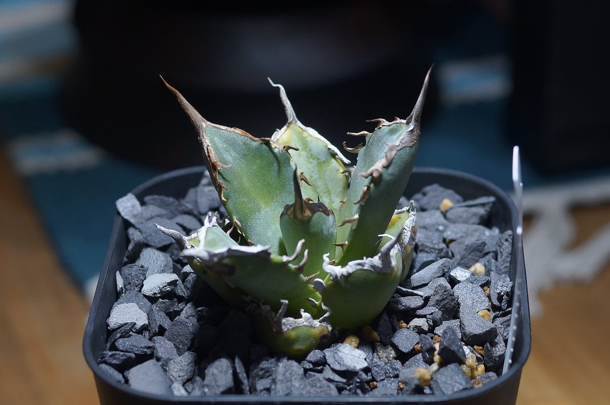 アガベ・チタノタ”Berlin毒蛇” アガベ チタノタ 黒犀牛/ Berlin産 BLR-04 | アガベ専門店 モンスター