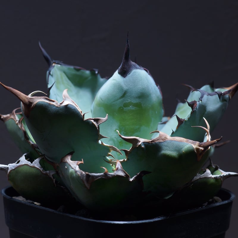 アガベ チタノタ ブラックアンドブルー/胴切り天部分 bb-21 | アガベ