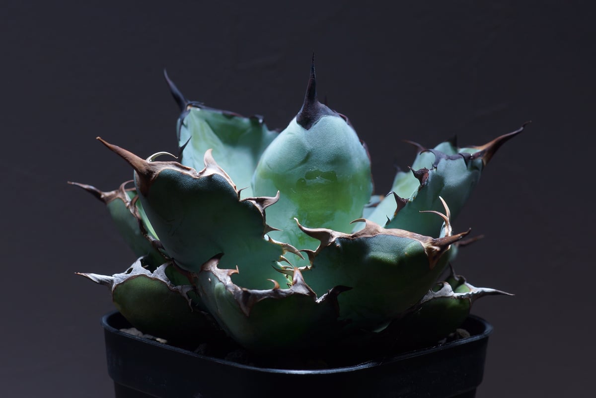 【胴切り天・未発根】アガベ　チタノタ　ローズtype C アガベ・チタノタ・黒鯨の胴切りに挑戦しました【子株収穫