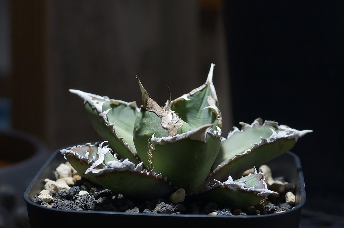 アガベ　チタノタ　狼人　ろーにん アガベ チタノタ 狼人 RN-04 | アガベ専門店 モンスターハウス