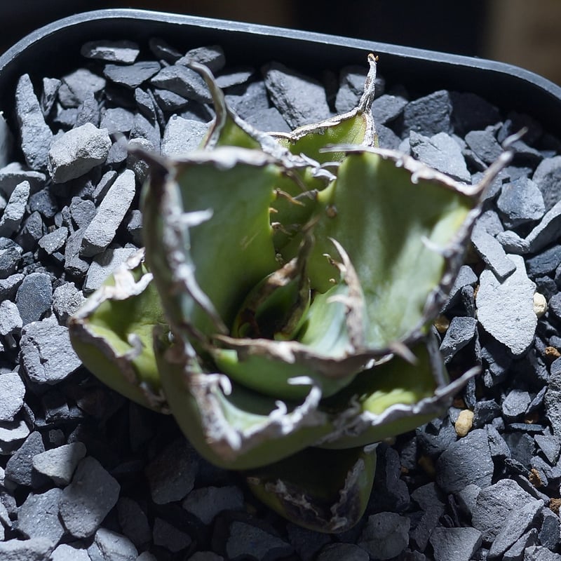 アガベ チタノタ 黒犀牛/ Berlin産 BLR-02 | アガベ専門店 モンスター