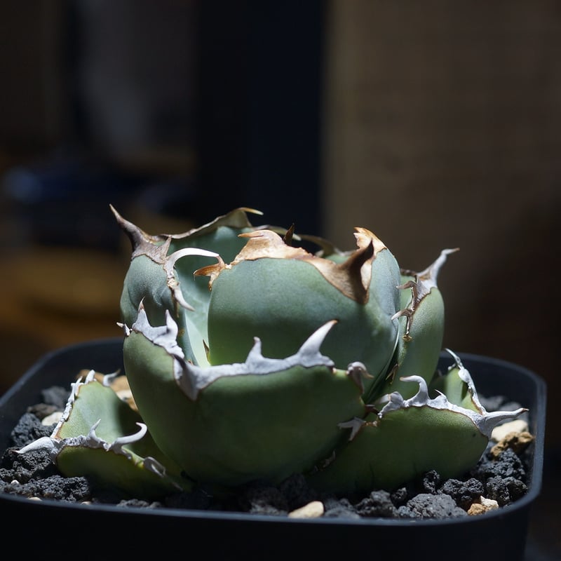 アガベ チタノタ ジャガーノート / JN-02 | アガベ専門店 モンスターハウス