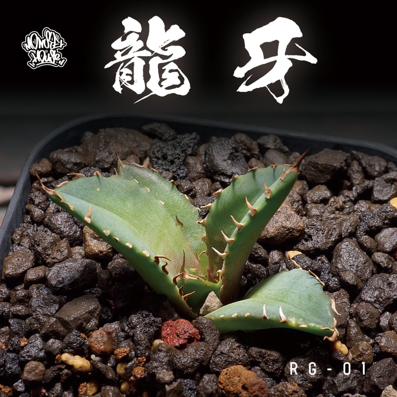 アガベ チタノタ 龍牙 / RG-01 | アガベ専門店 モンスターハウス