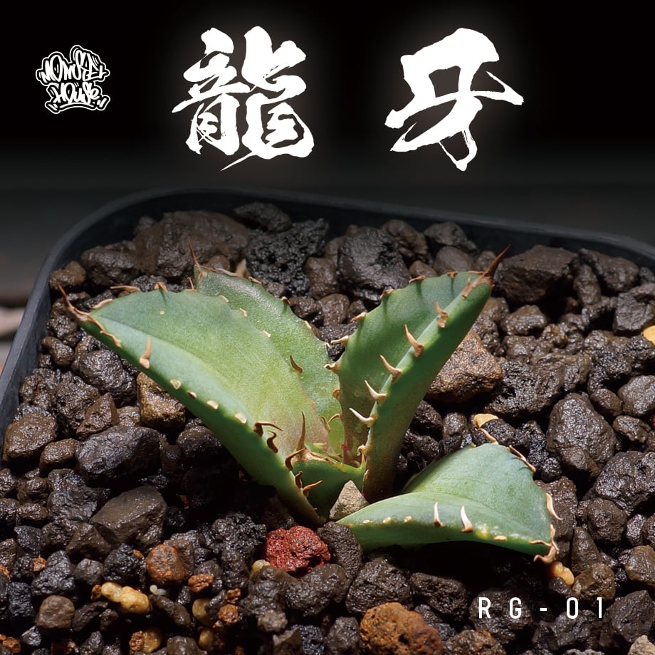 Agave titanota 日冕(コロナ)台湾ゴジラ アガベ チタノタ 【公式通販】