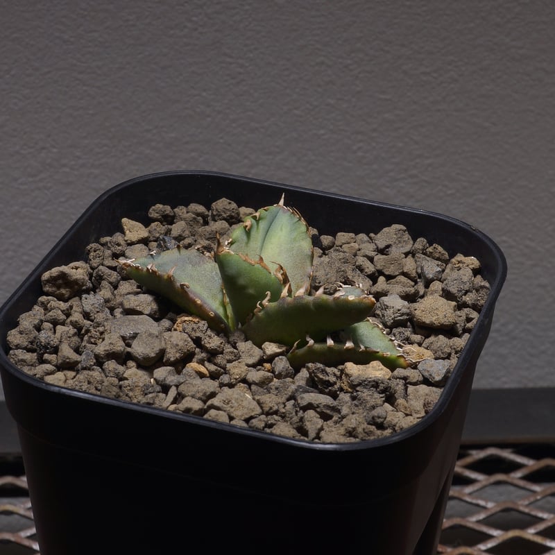 アガベ　チタノタ　狂刺夕映・夕映厳竜、厳龍　 子株10株セット アガベ・チタノタ 夕映厳竜-005｜agave titanota Solar Eclipse