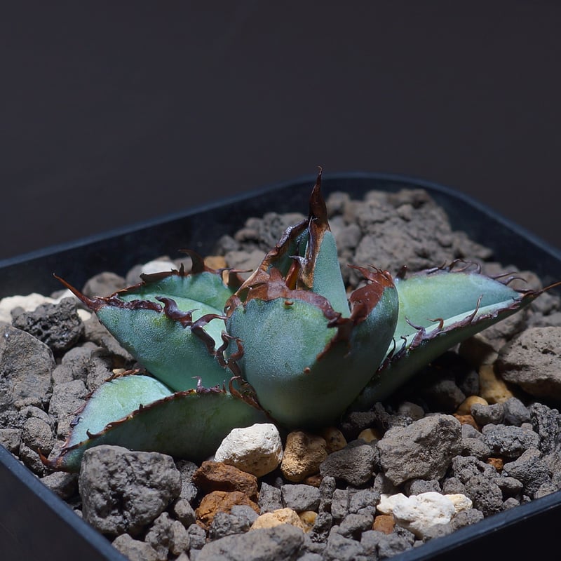 アガベ チタノタ ブラックアンドブルー/bb-24 | アガベ専門店