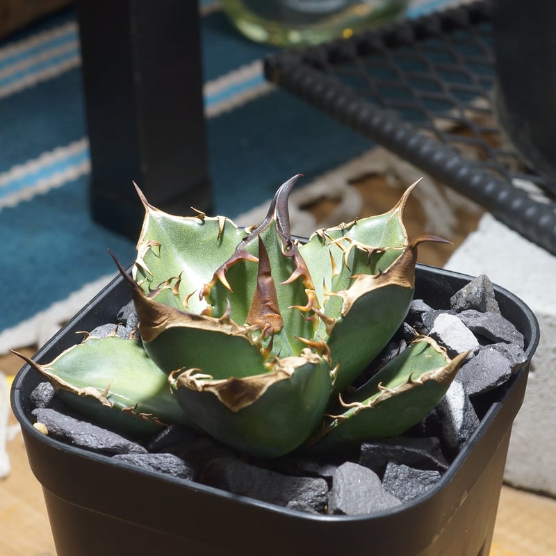 アガベ チタノタ 緑犀牛/ Dragon Agave産 GR-04 | アガベ専門店 モンス