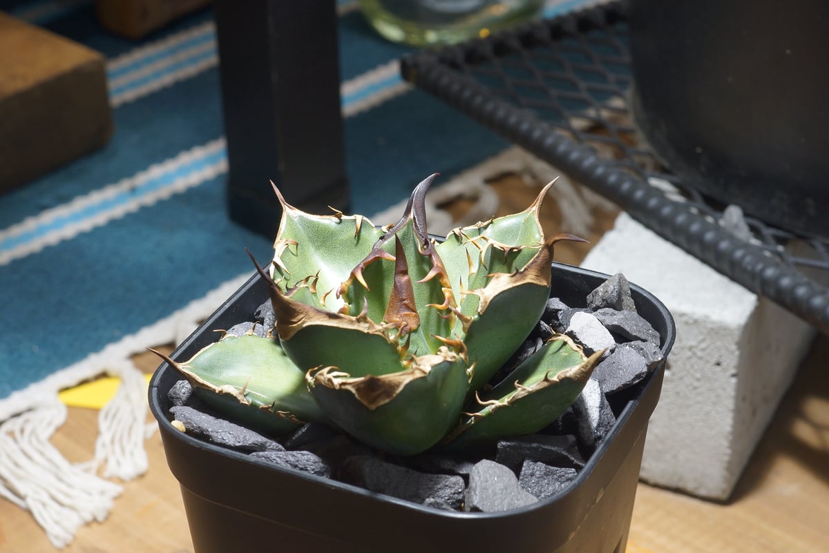 アガベ チタノタ 緑犀牛/ Dragon Agave産 GR-04 | アガベ専門店 モンス