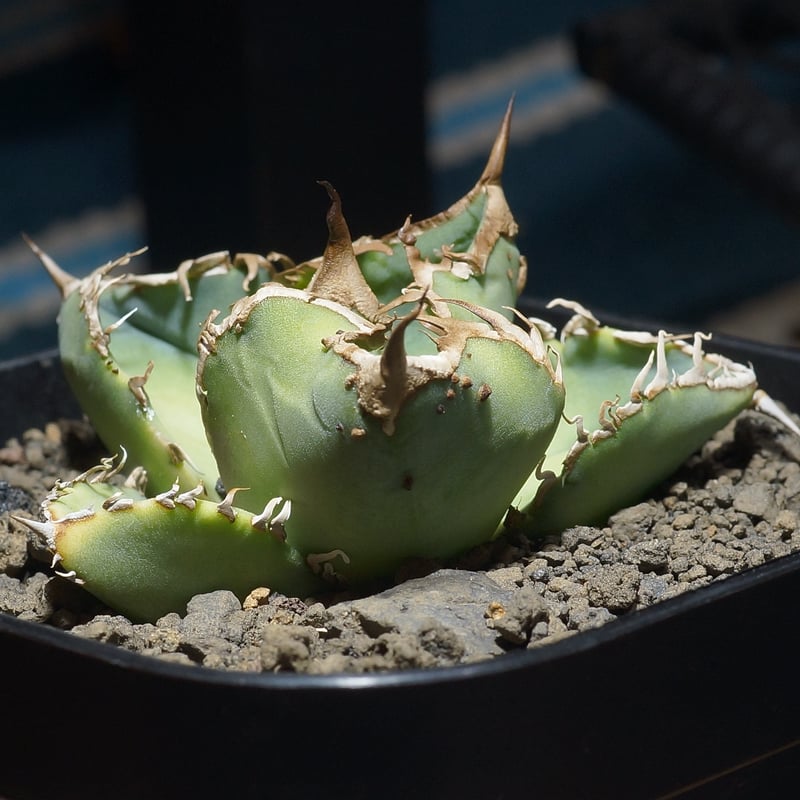 アガベ チタノタ 星空 / HZ-03 | アガベ専門店 モンスターハウス