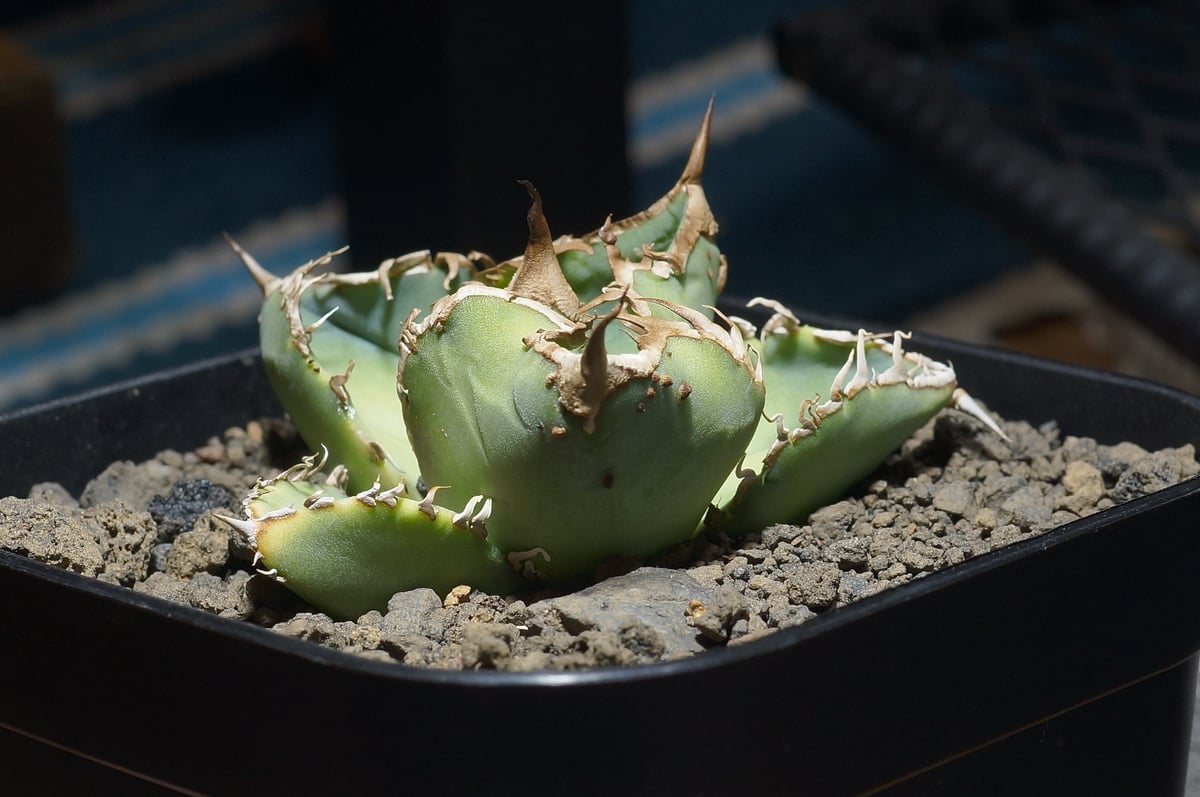 アガベ チタノタ 星空 / HZ-03 | アガベ専門店 モンスターハウス