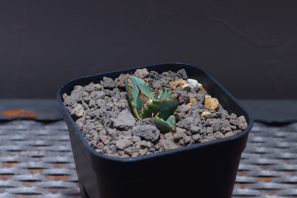 アガベ チタノタ ホワイトファイヤー/白火焔 WF-04 | アガベ専門店