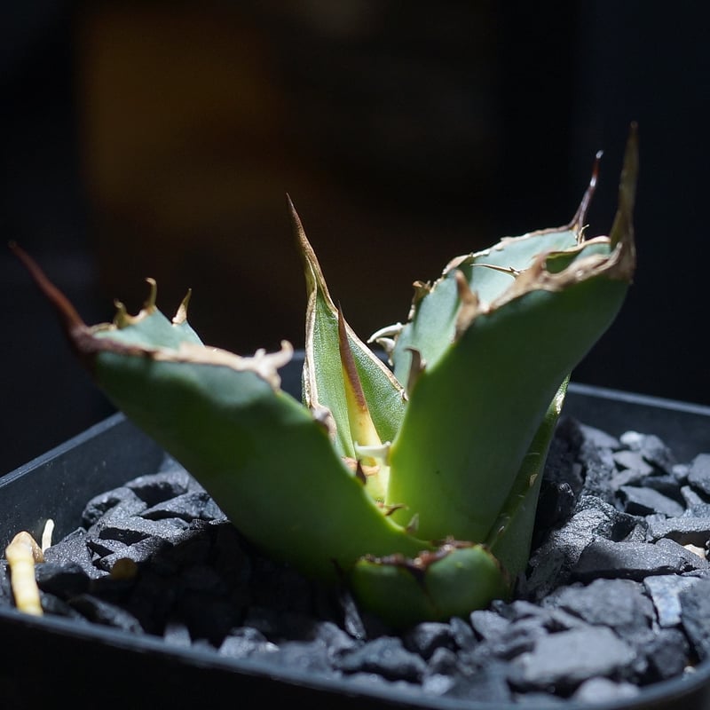 アガベ　チタノタ　白犀牛　毒刺産 アガベ チタノタ 毒刺GT/ 毒刺産 dgt-01 | アガベ専門店 モンスターハウス