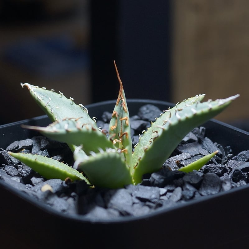 アガベ ハイブリッド 妖炎×姫厳竜/ Y×H-14 | アガベ専門店 モンスター