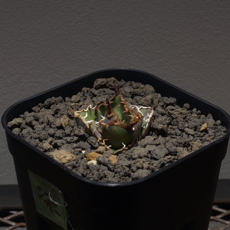 アガベ チタノタ シーザー 凱撒/cae-02 | アガベ専門店