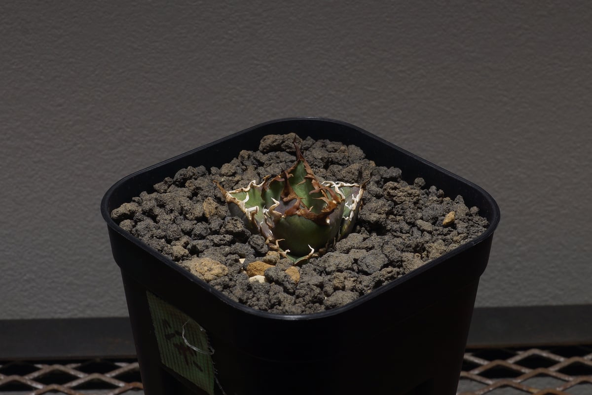 アガベ チタノタ シーザー 凱撒/cae-02 | アガベ専門店 モンスターハウス