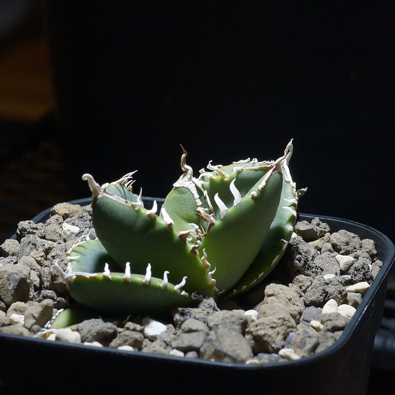 アガベ チタノタ 南アフリカダイヤモンド / SAD-13 | アガベ専門店