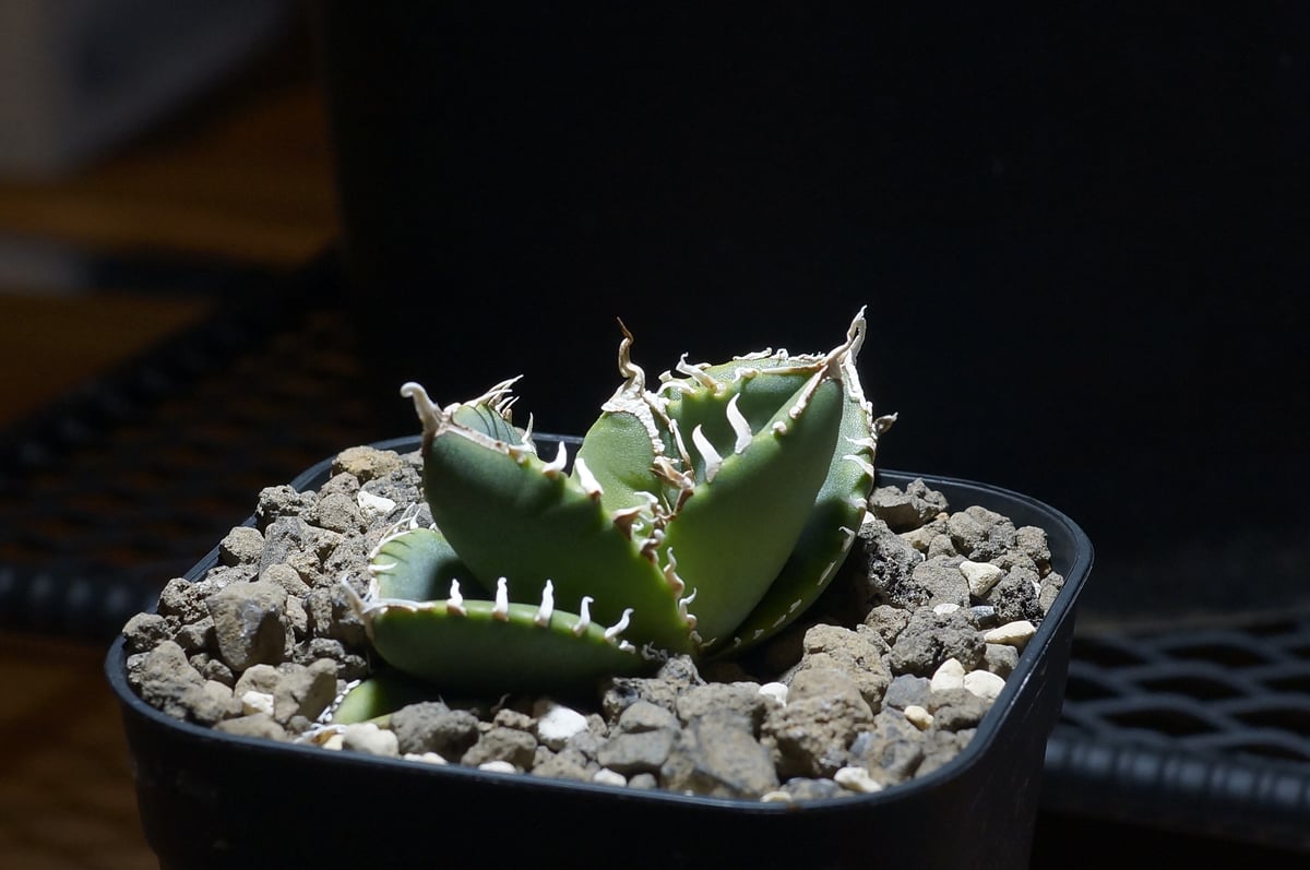 アガベ　チタノタ　SAD 南アフリカダイヤモンド アガベ チタノタ 南アフリカダイヤモンド / SAD-13 | アガベ専門店