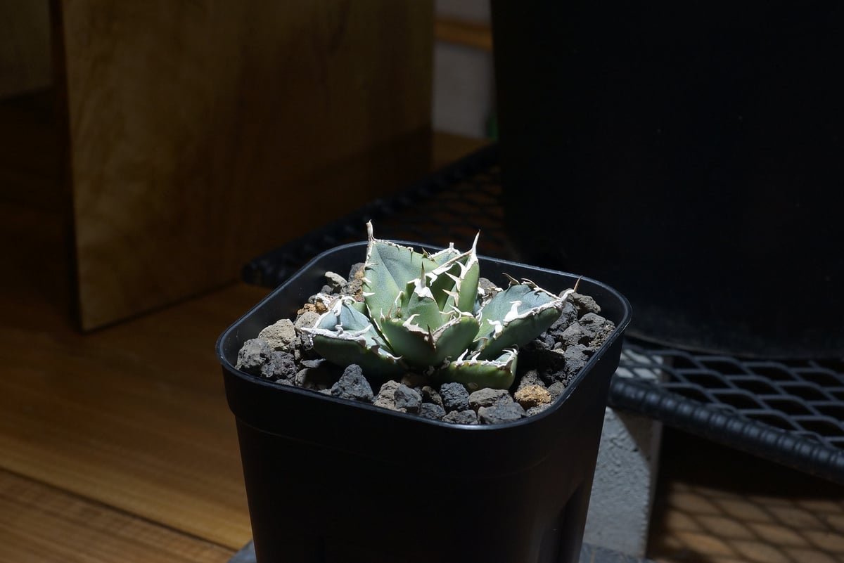 アガベ チタノタ 南アフリカダイヤモンド / SAD-09 | アガベ専門店